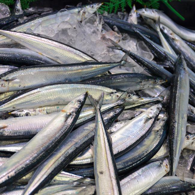 Pacific Saury on ice